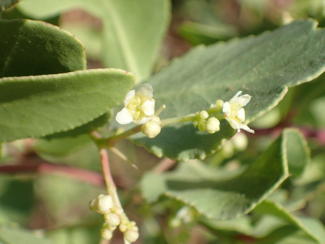 Gymnosporia 6