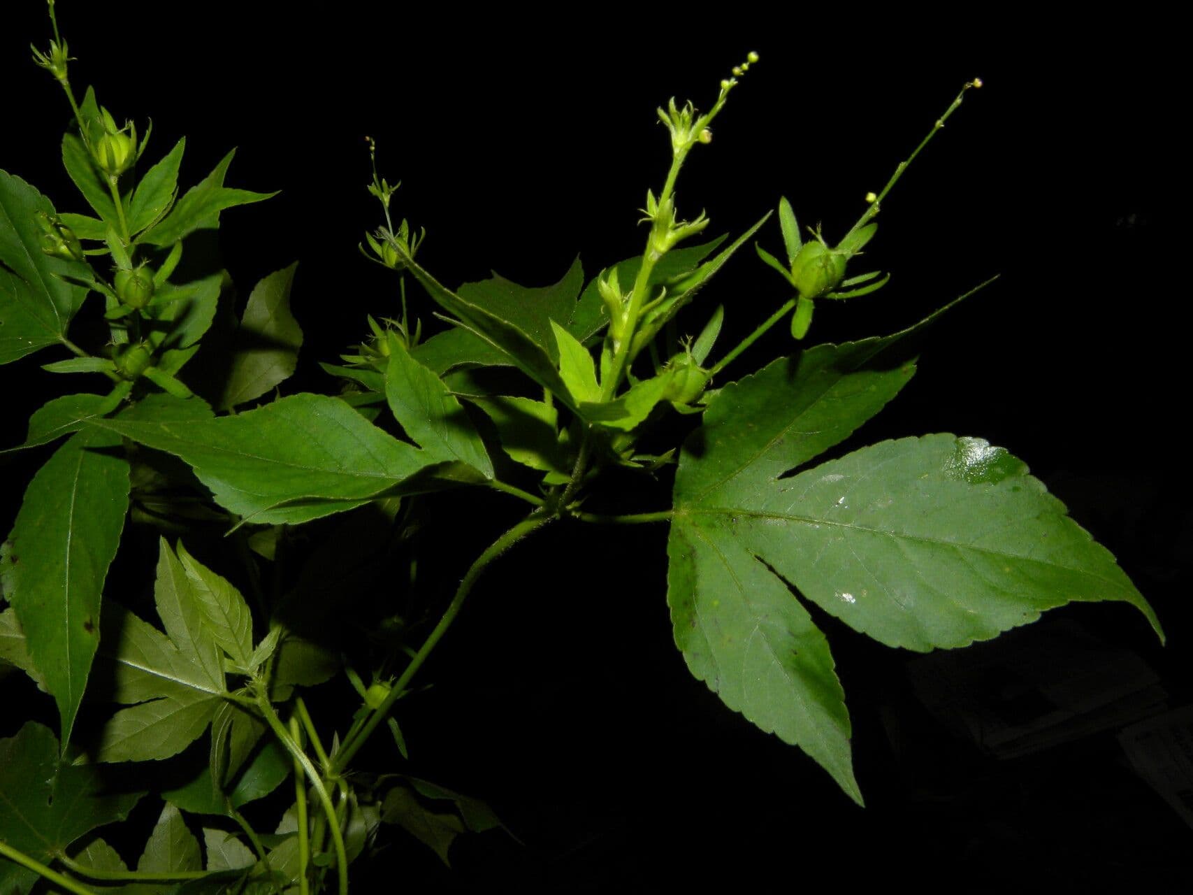 Croton lobato 10