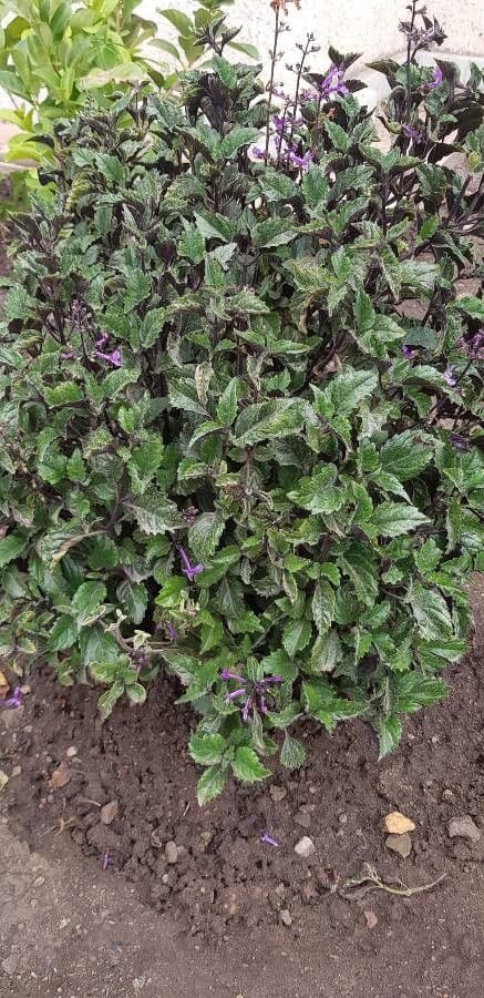 Plectranthus 11