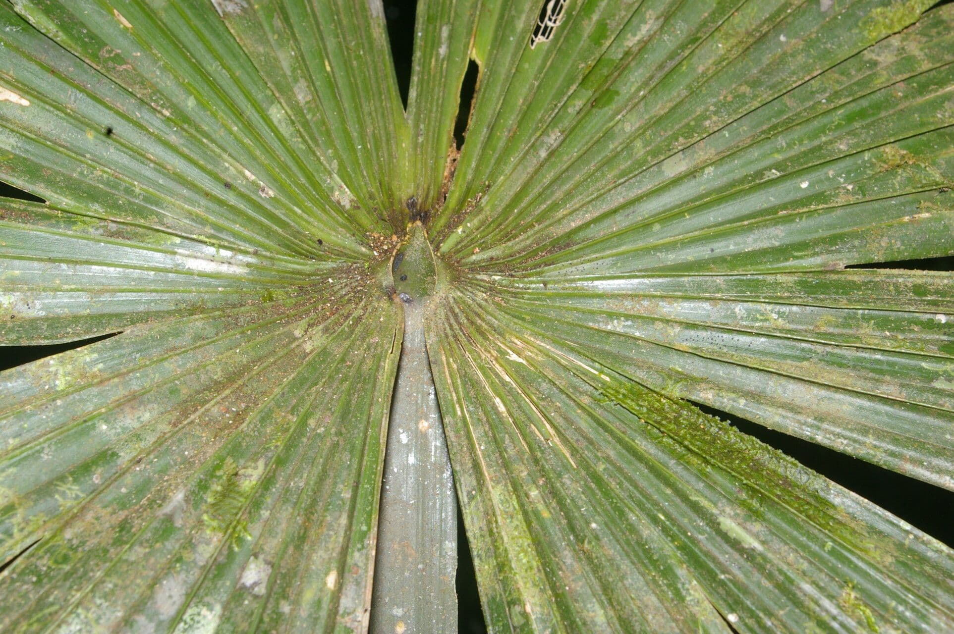 Cryosophila 4