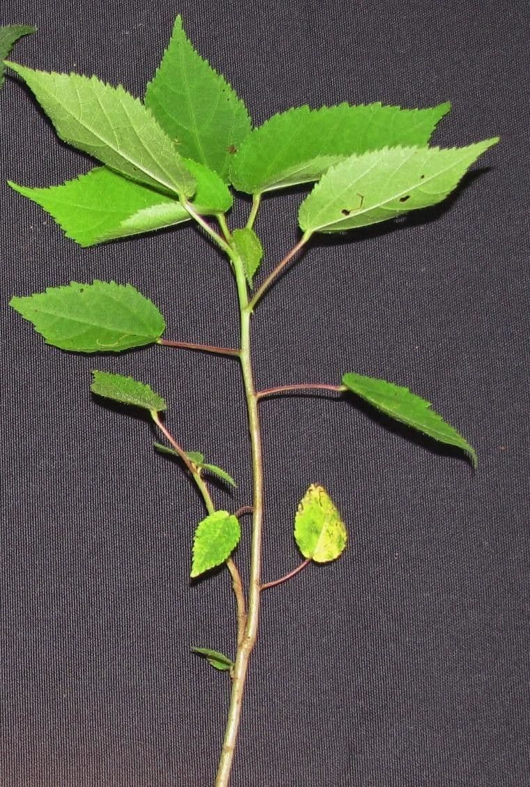 Heliocarpus 16