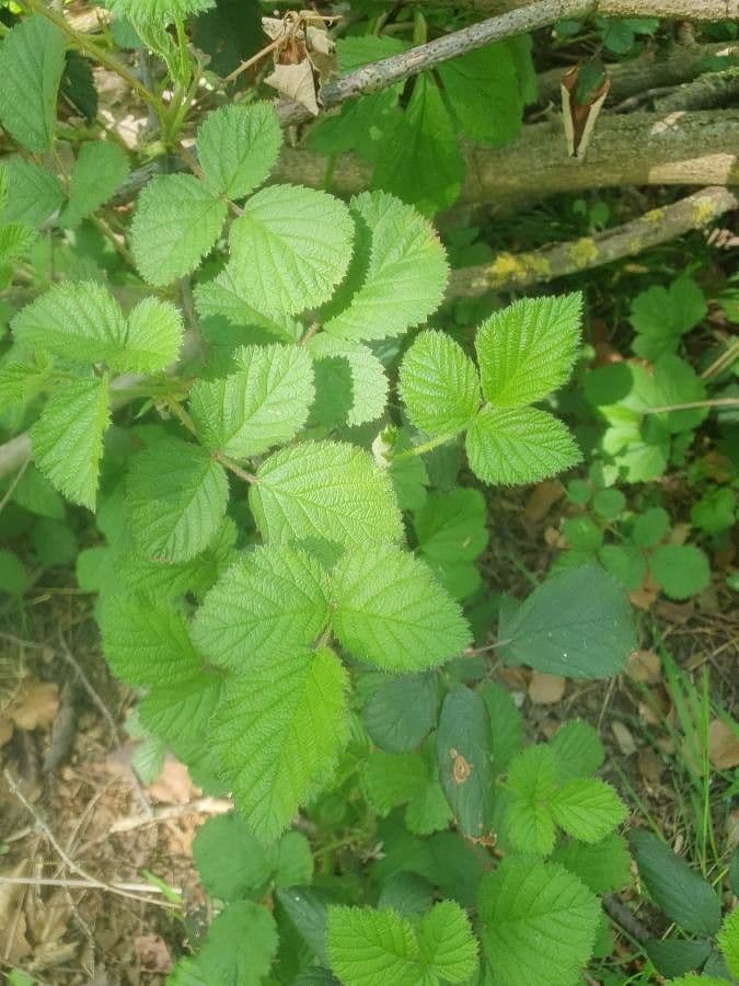 Bereifte Brombeere 17