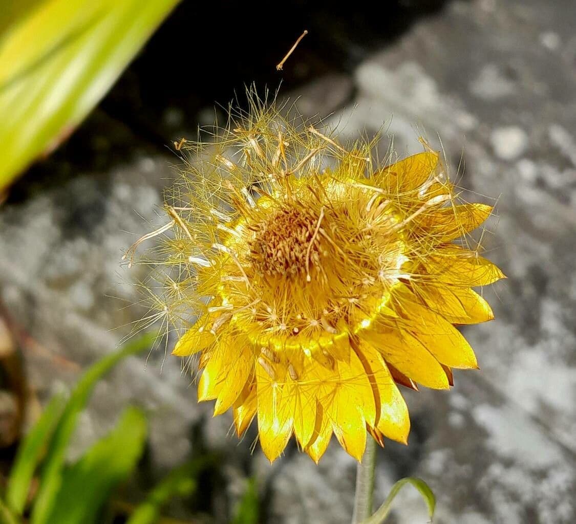 Xerochrysum 2