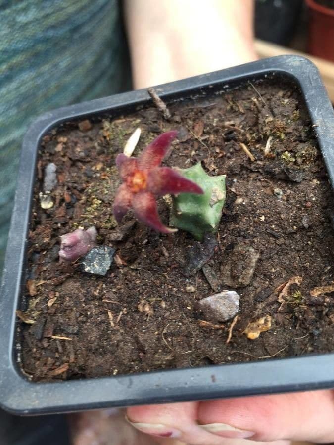 Stapelia 6