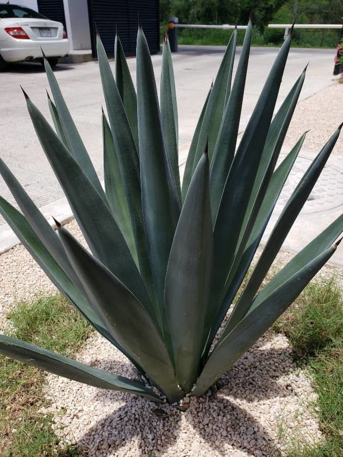 Agave fourcroydes 11