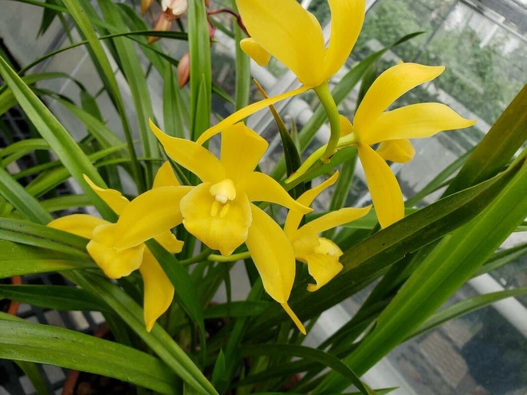 Vánoční orchidej 3