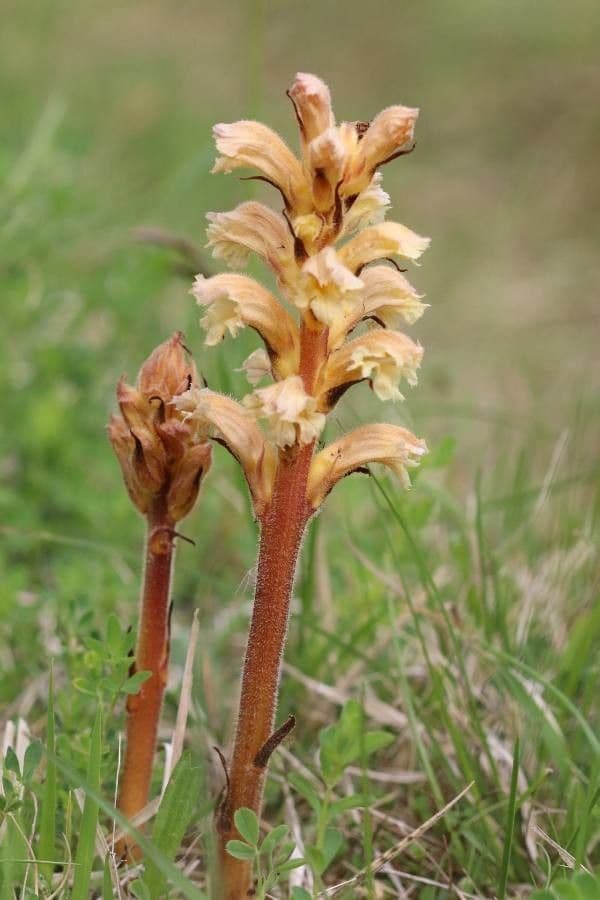 Orobanche gialla 6