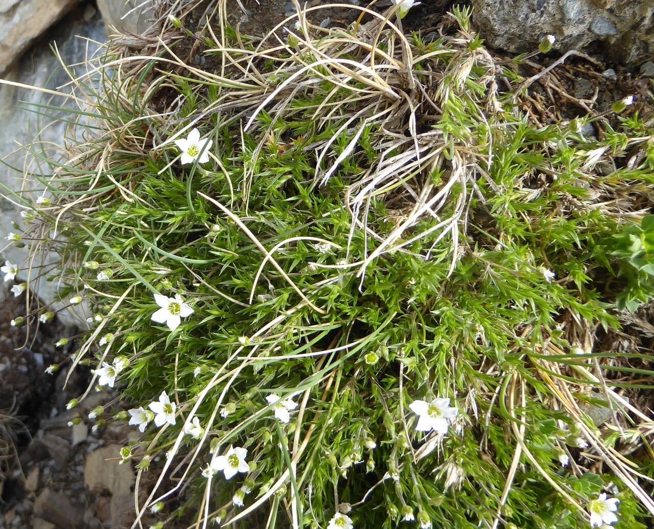 Arenaria grandiflora 19