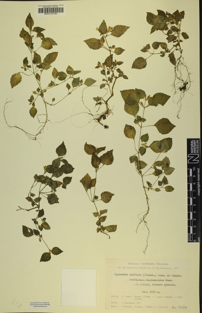 Hypoestes 9