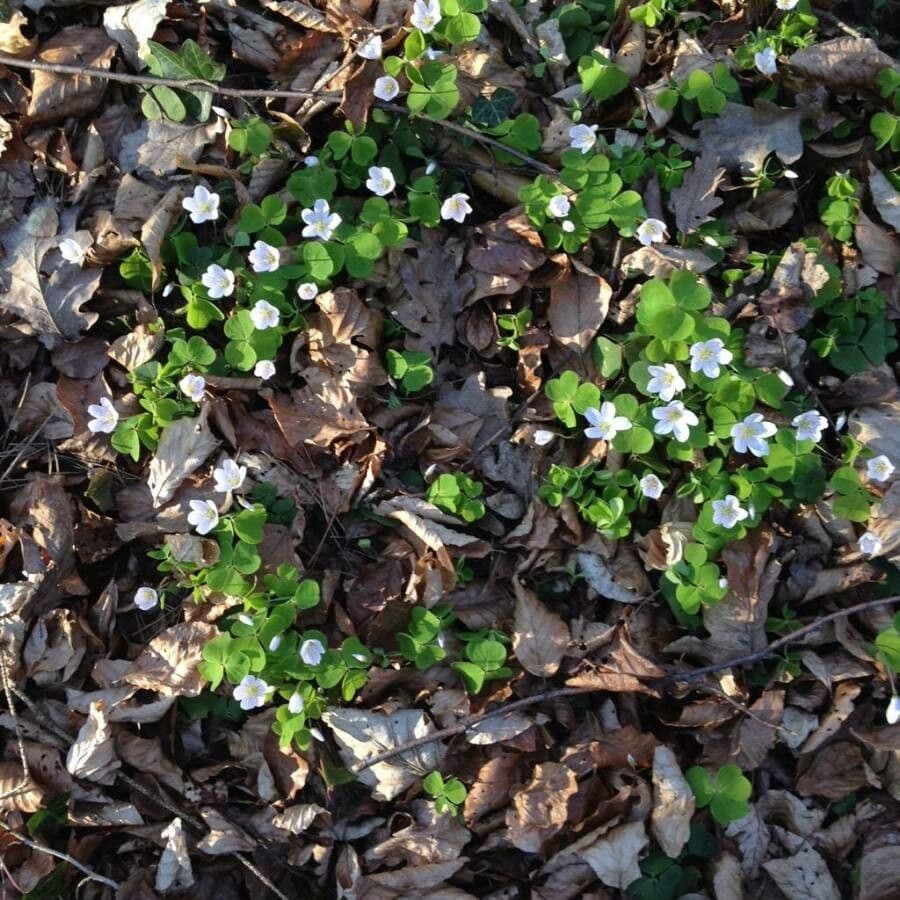 Waldsauerklee 15