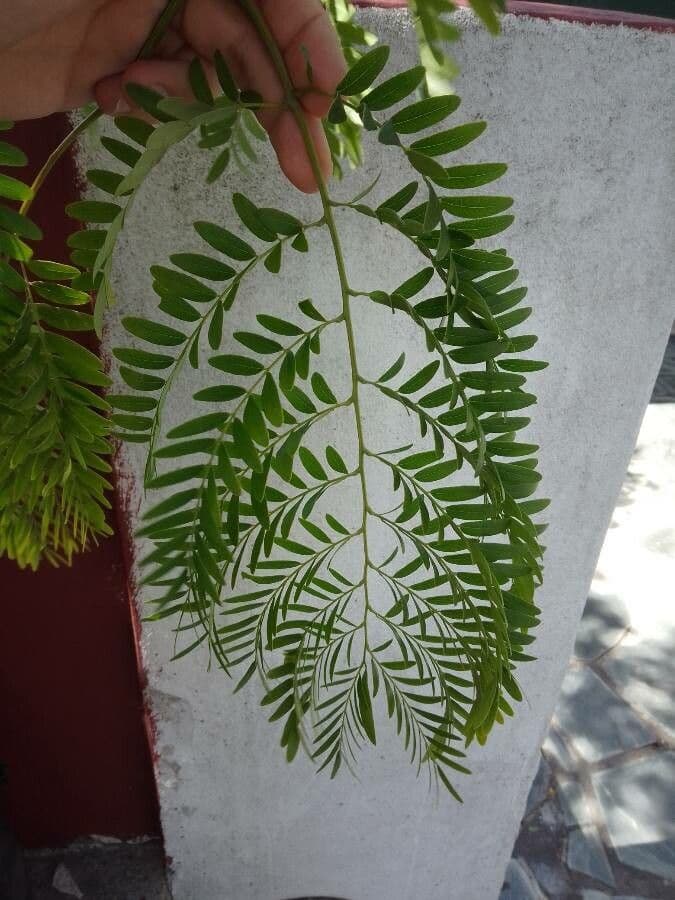 Acacia 2