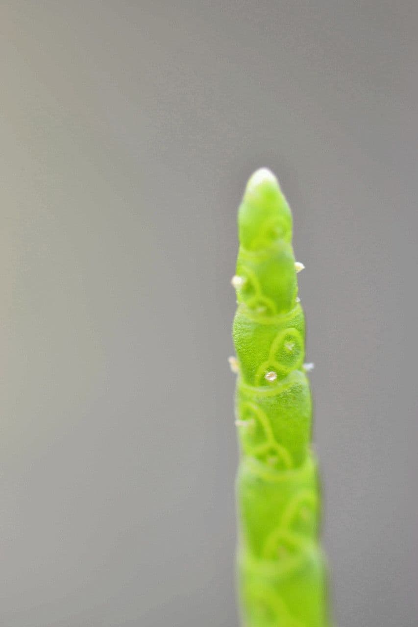 Salicornia glauca 5