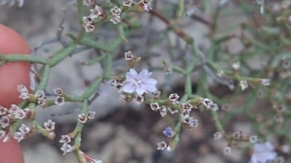 Eriogonum Wrightii 6