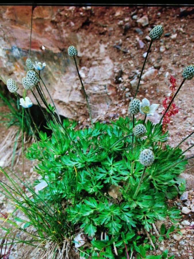 Anemone multifida 14