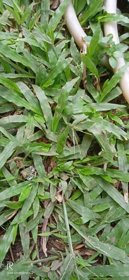Fransige Paspalum 10