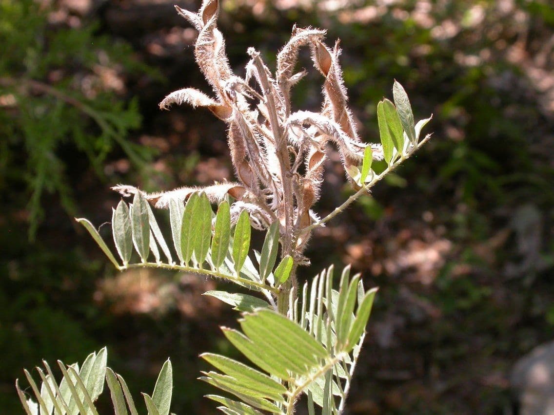 Tephrosia