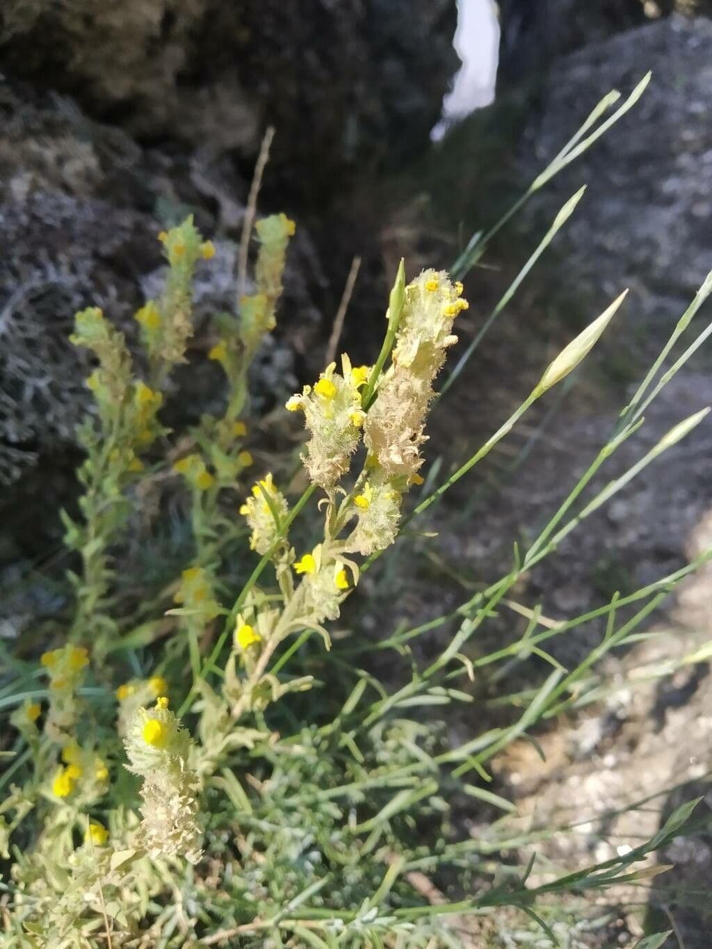 Linaria saxatilis 2