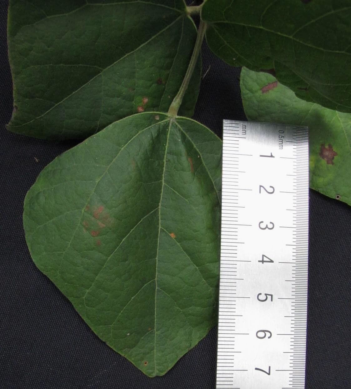 Rhynchosia 3