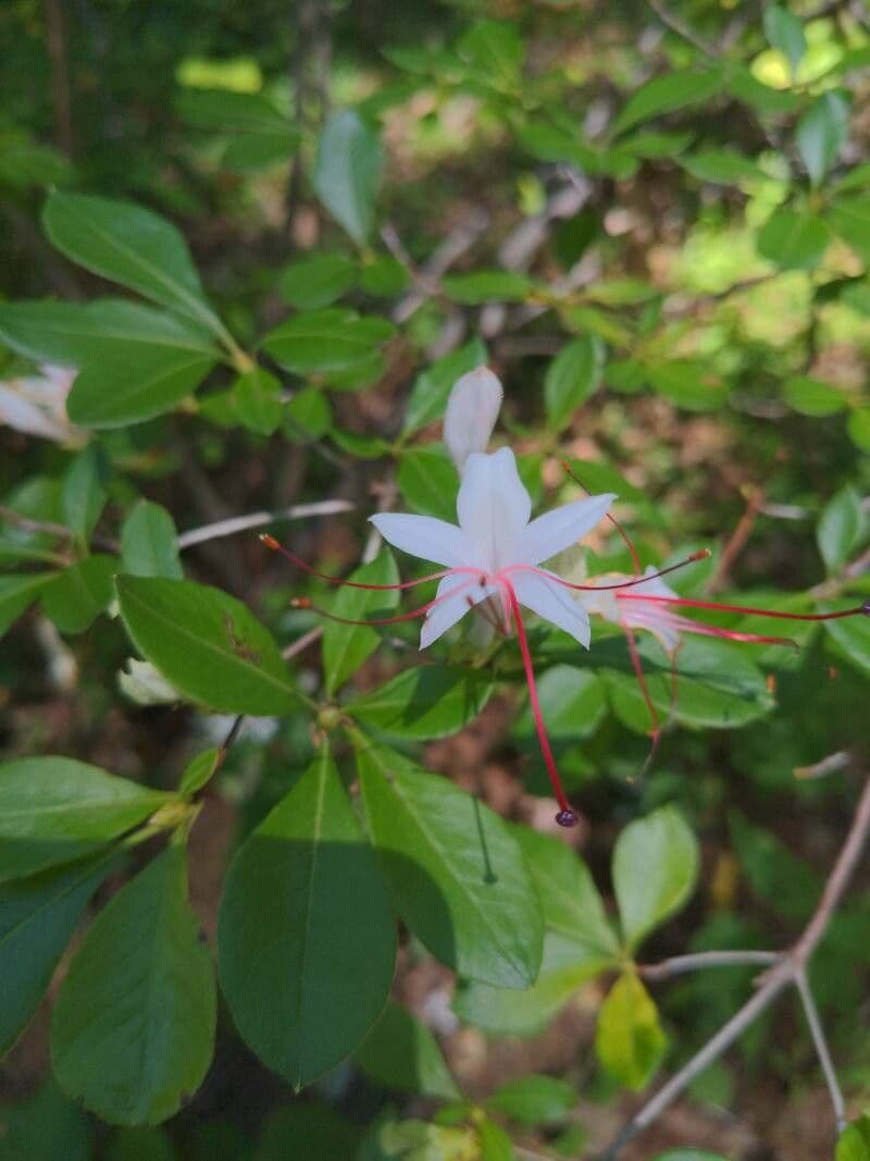 Azalea dolce 16