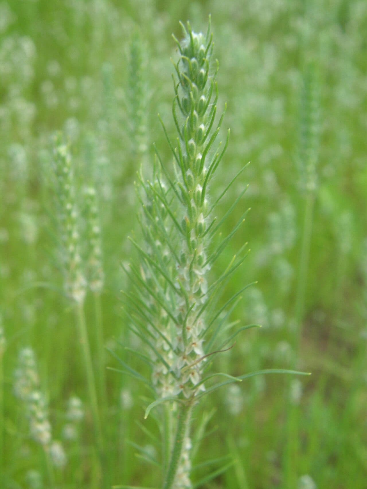 Borstiger Wegerich 2
