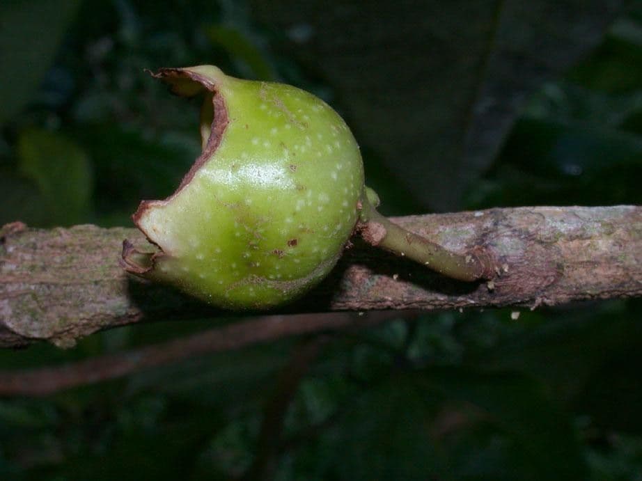 Bellucia grossularioide 4