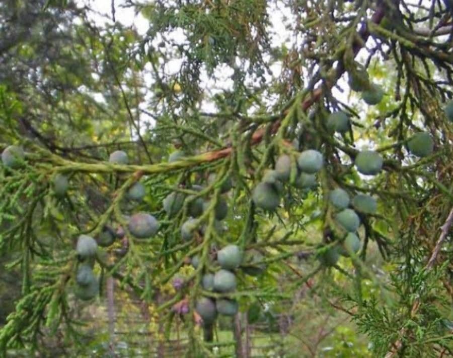 Ginepro africano