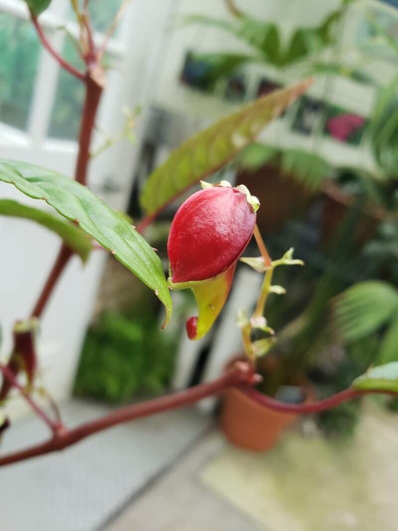 Springkraut 4