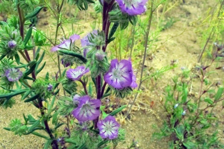 Linear-leaf phacelia 6