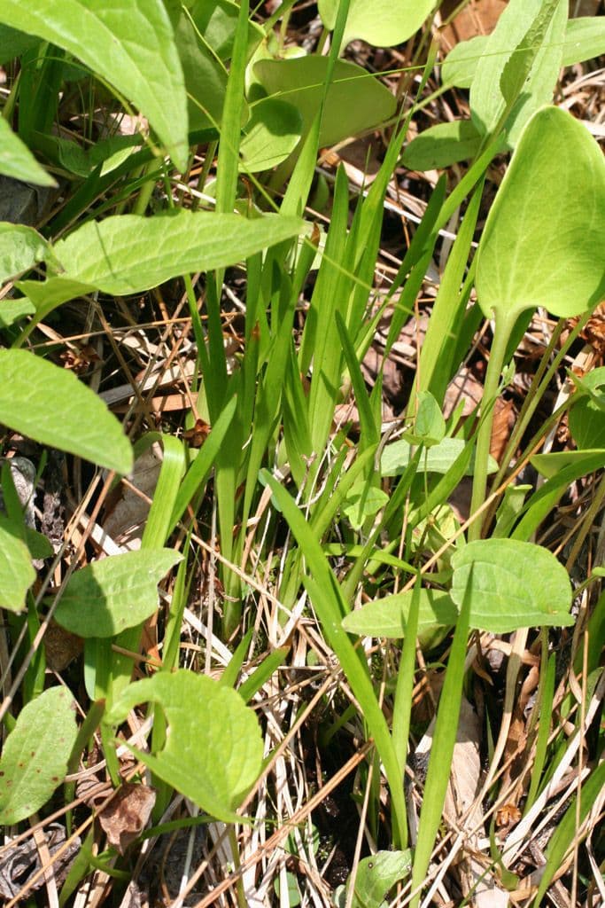 Xyris tennesseensis 15