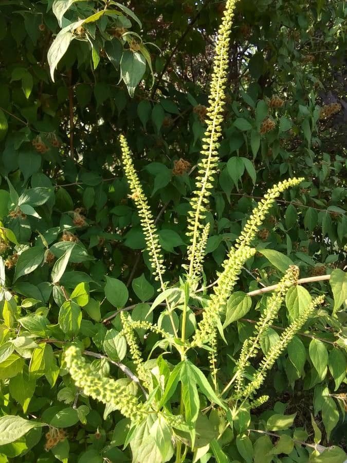 Ambrosia trifida 7