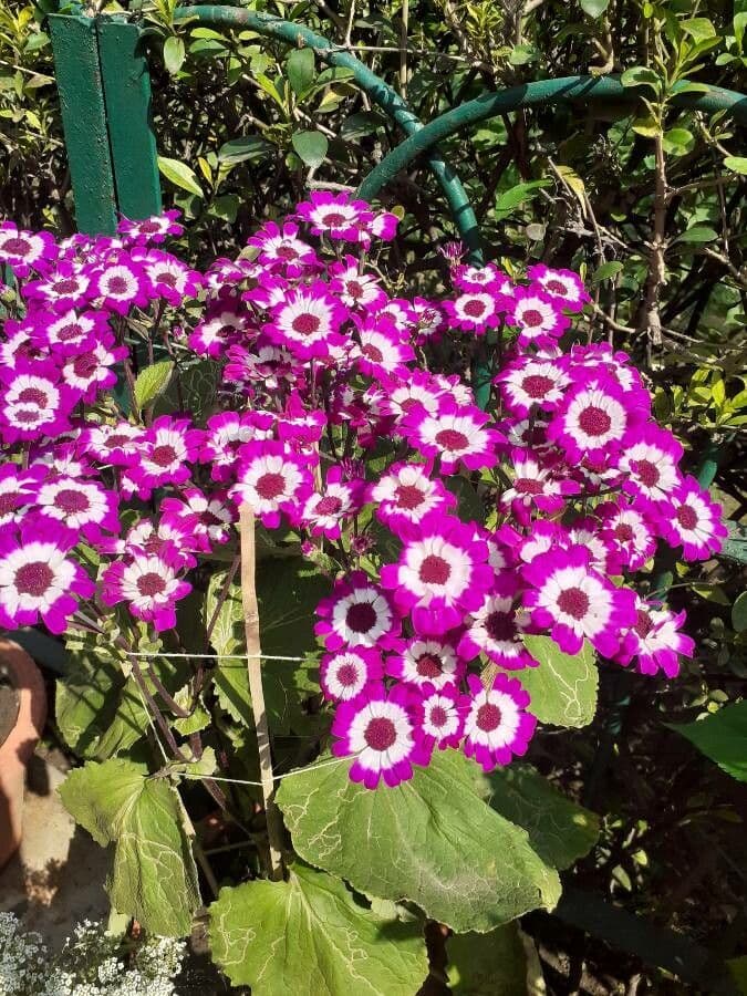 Pericallis 4
