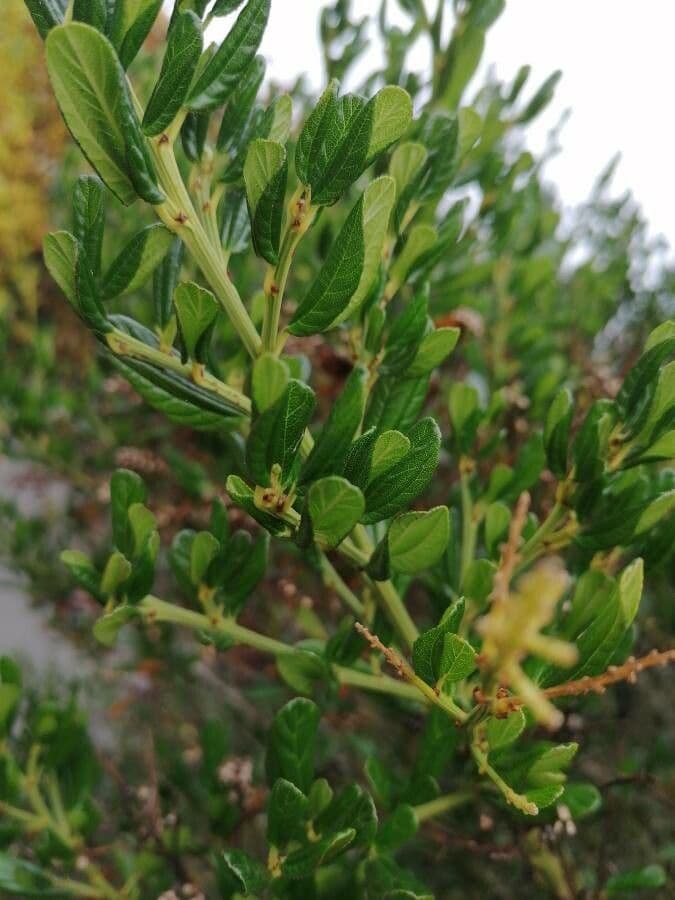 Ceanoto arboreo 18