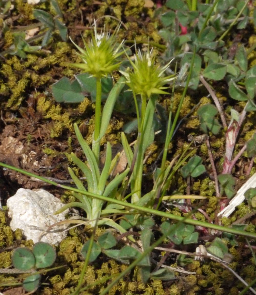 Echinaria capitata 11