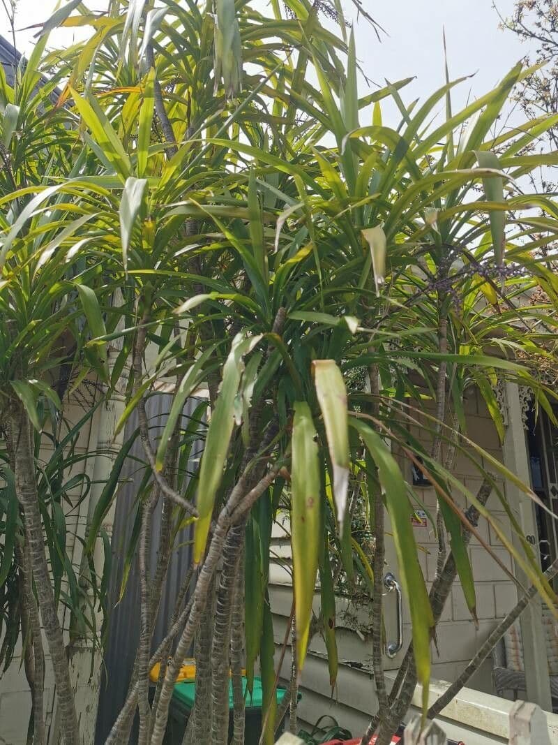 Cordyline stricta 10