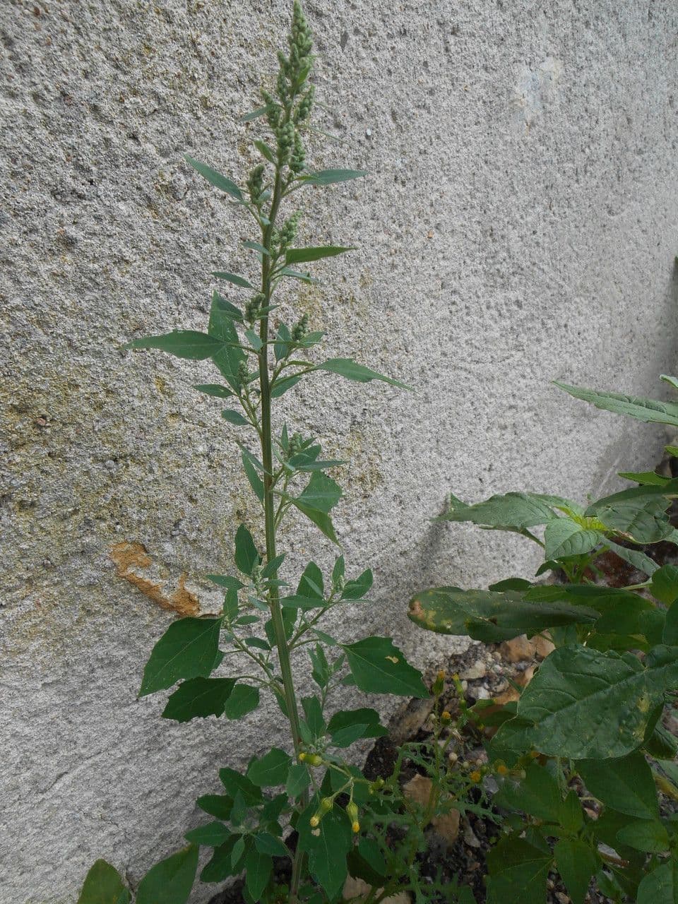 Chénopode des murs 14