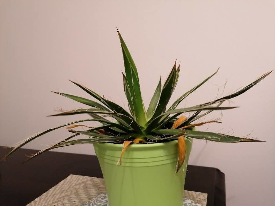 Agave filifera 7
