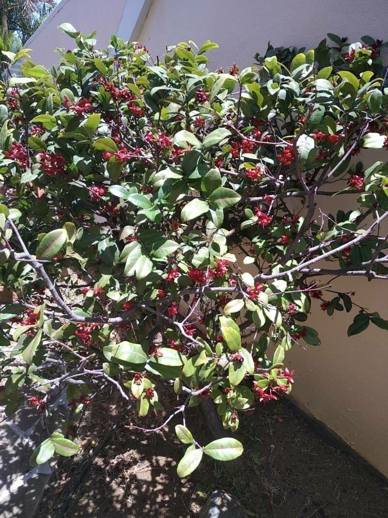 Ochna serrulata 11