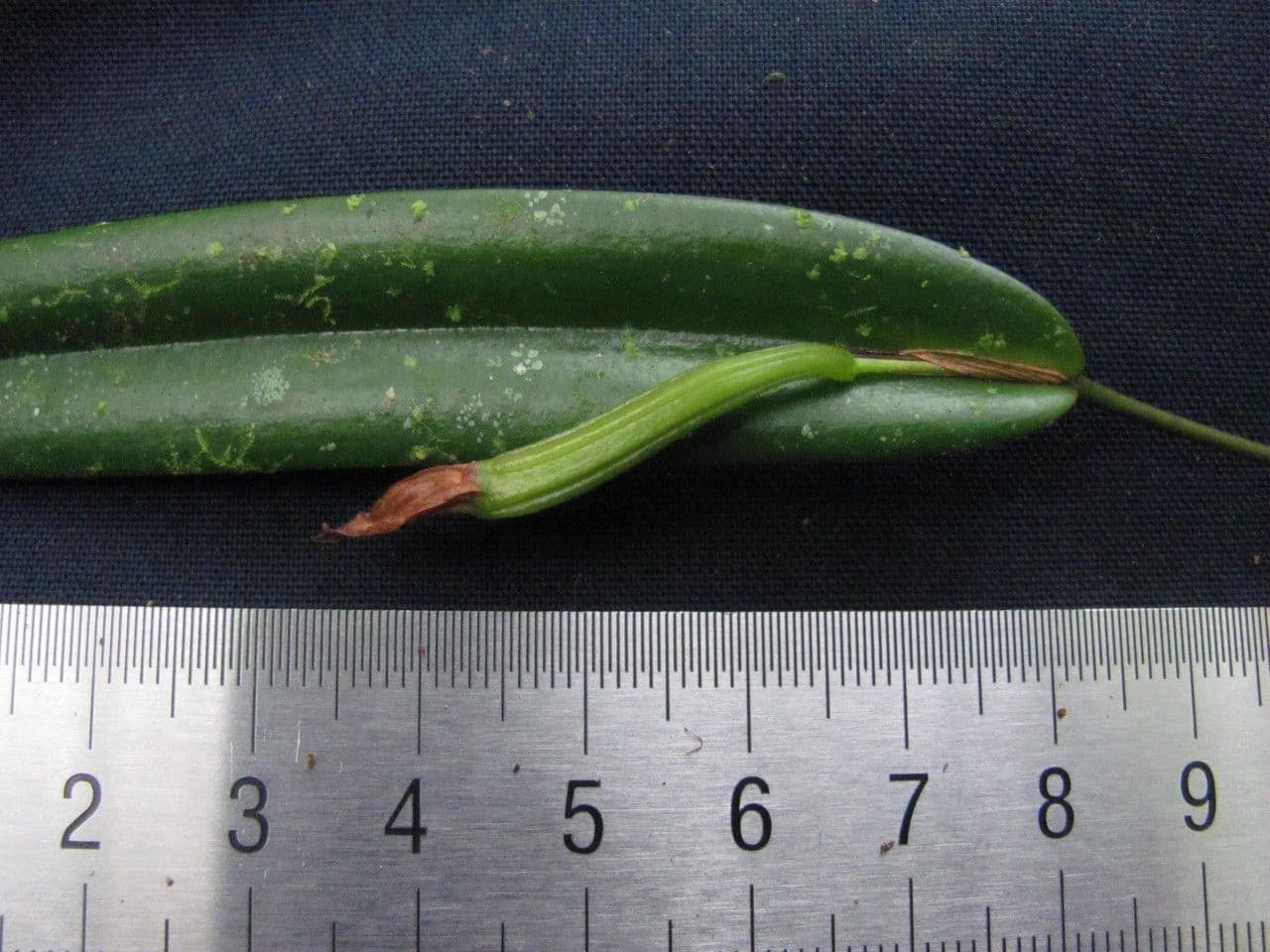 Tonduz' Pleurothallis 3
