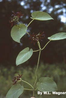 Matelea 8