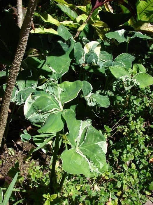 Taro 14