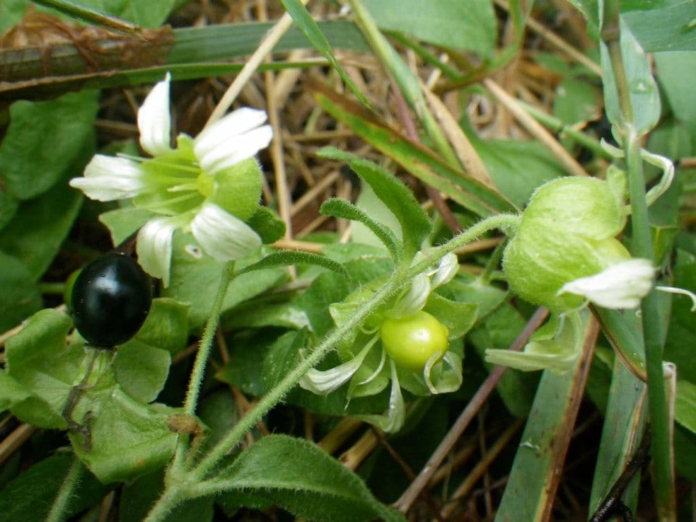 Hühnerbiss 26