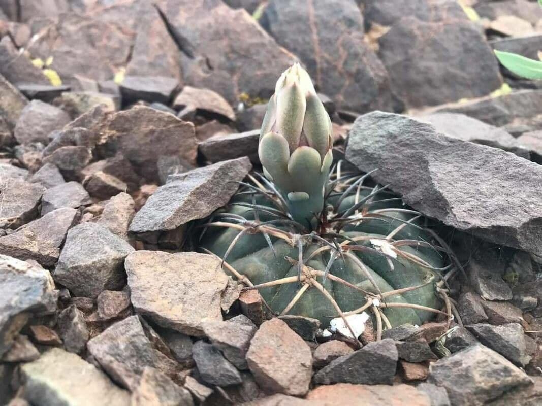 Gymnocalycium