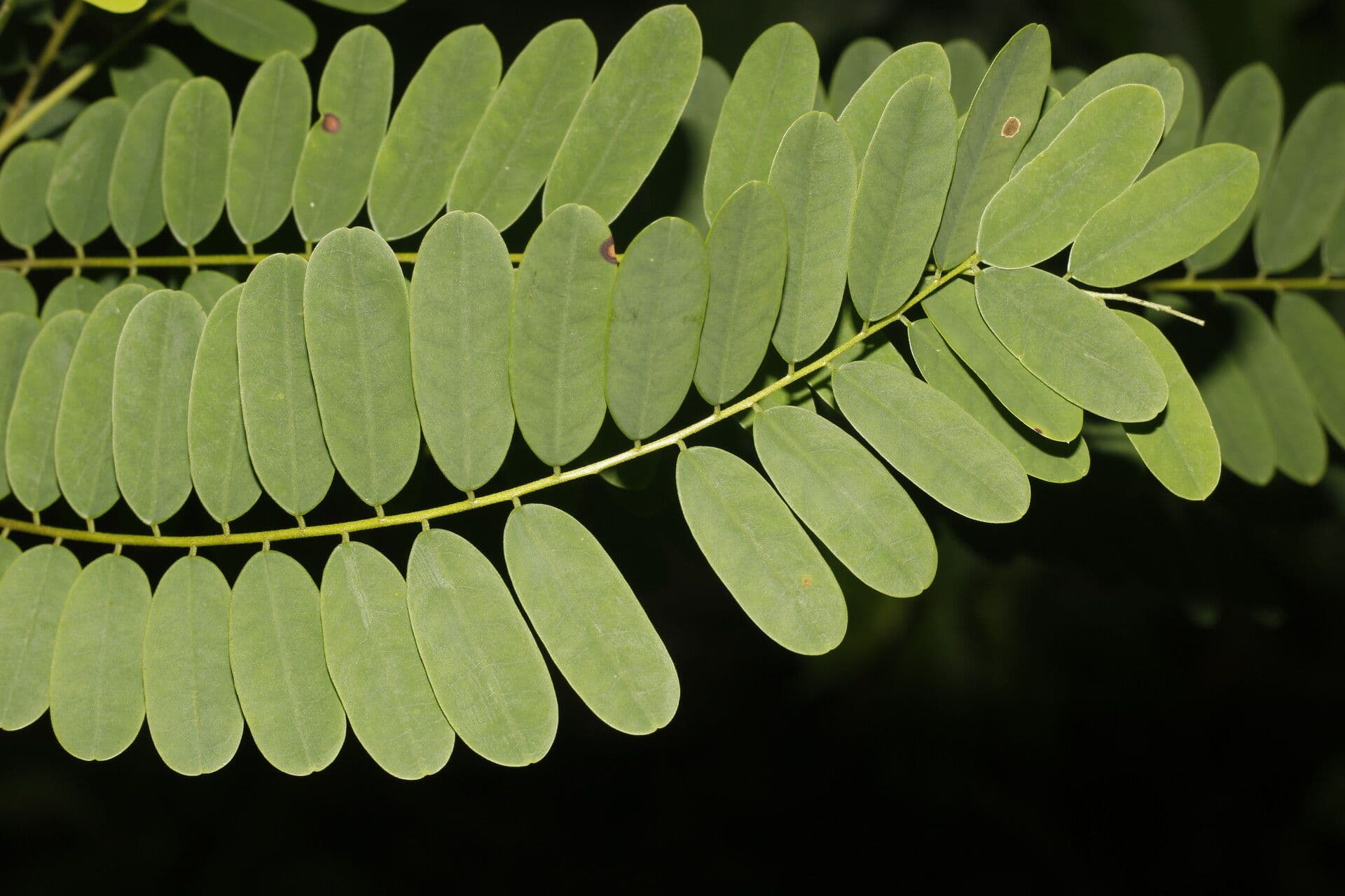 Amorphoides Alvaradoa 11