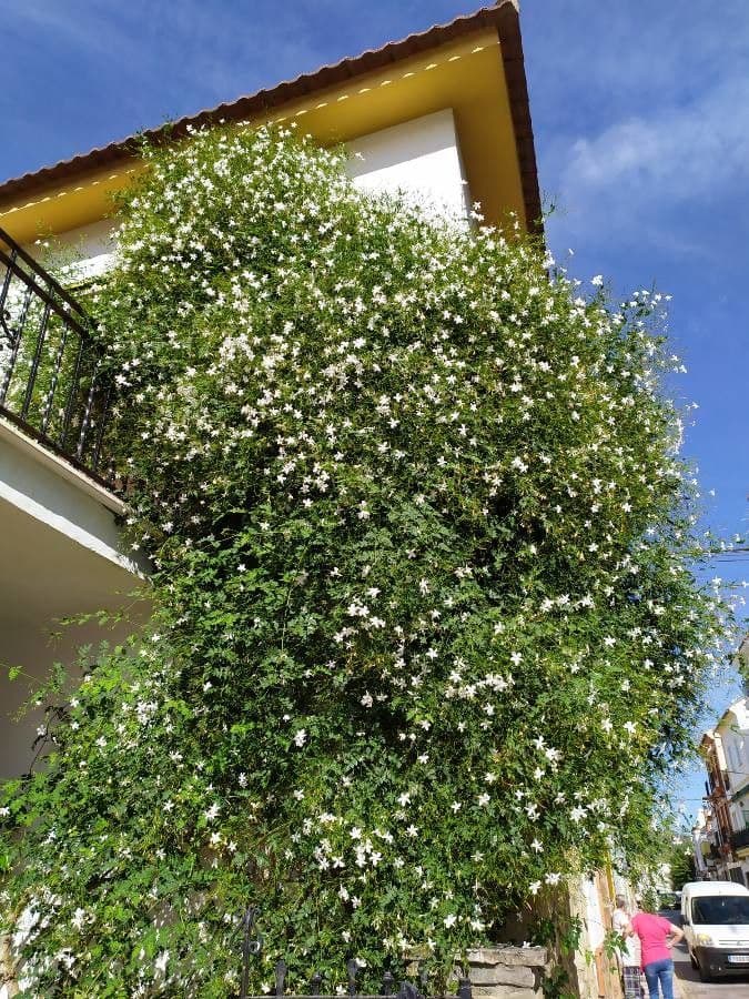 Gelsomino 15