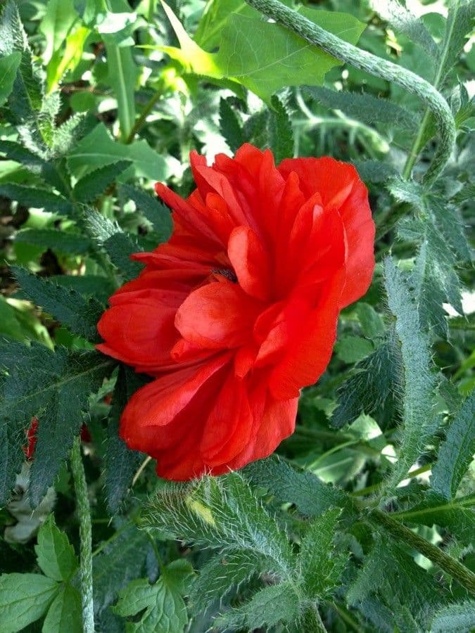 Orientalischer Schlafmohn 8