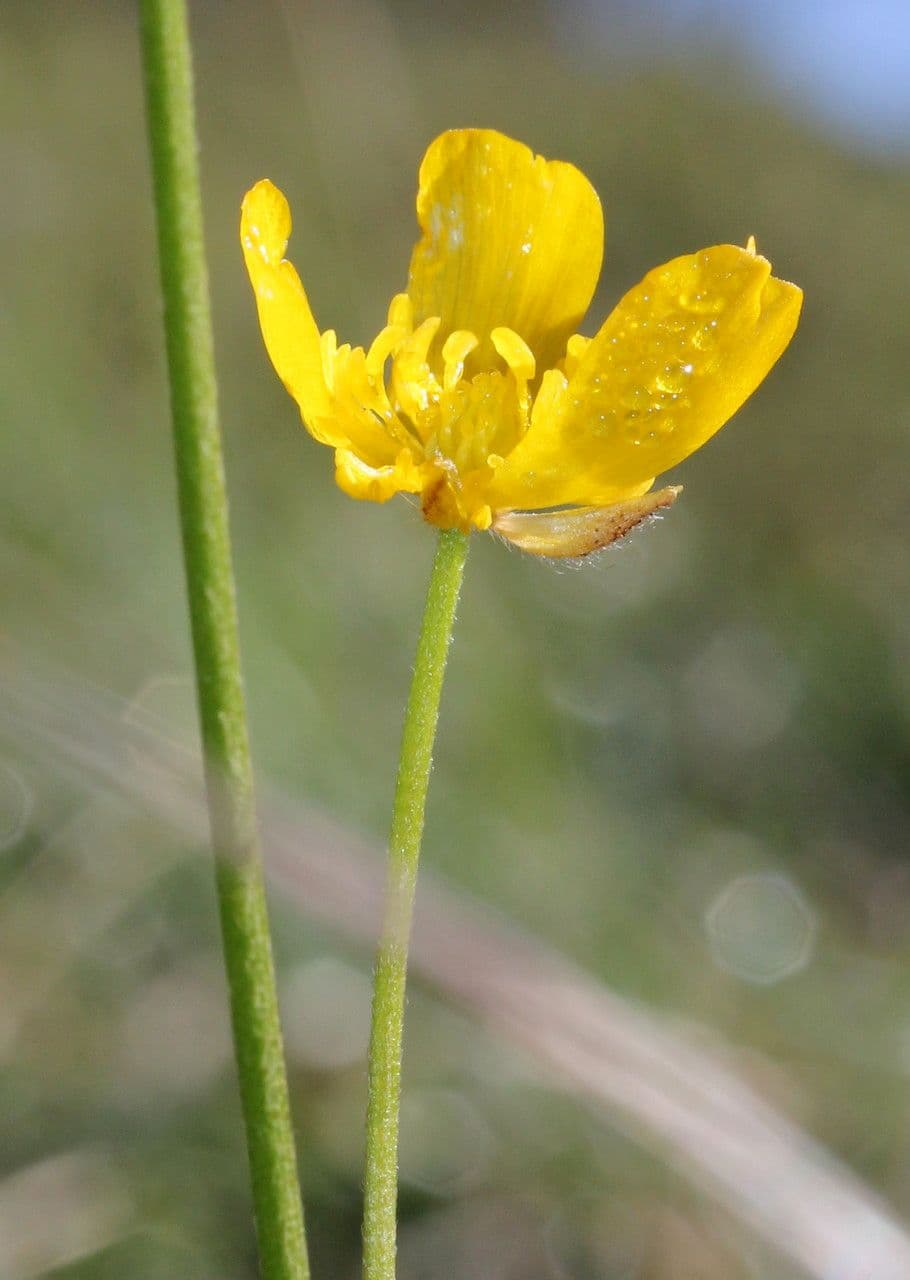 Ranunculus 5