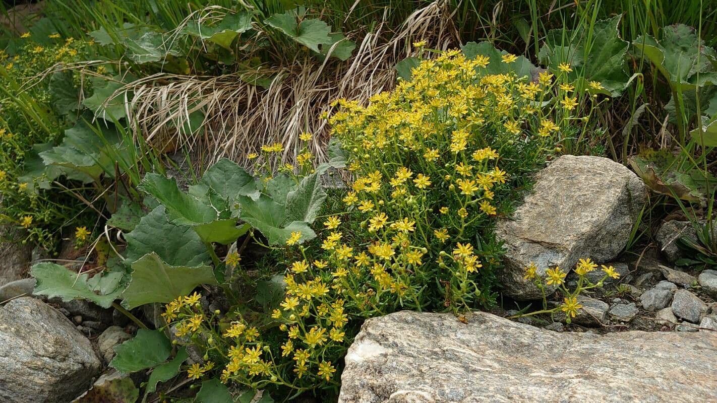 Sassifraga gialla 11