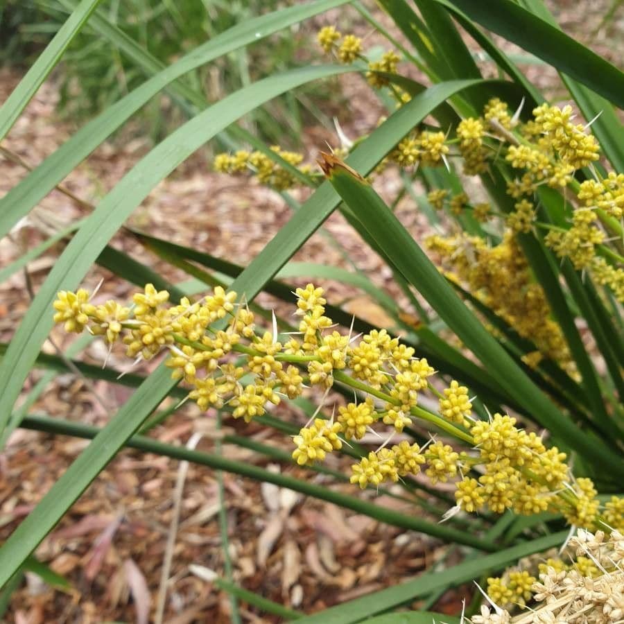 Lomandra 5