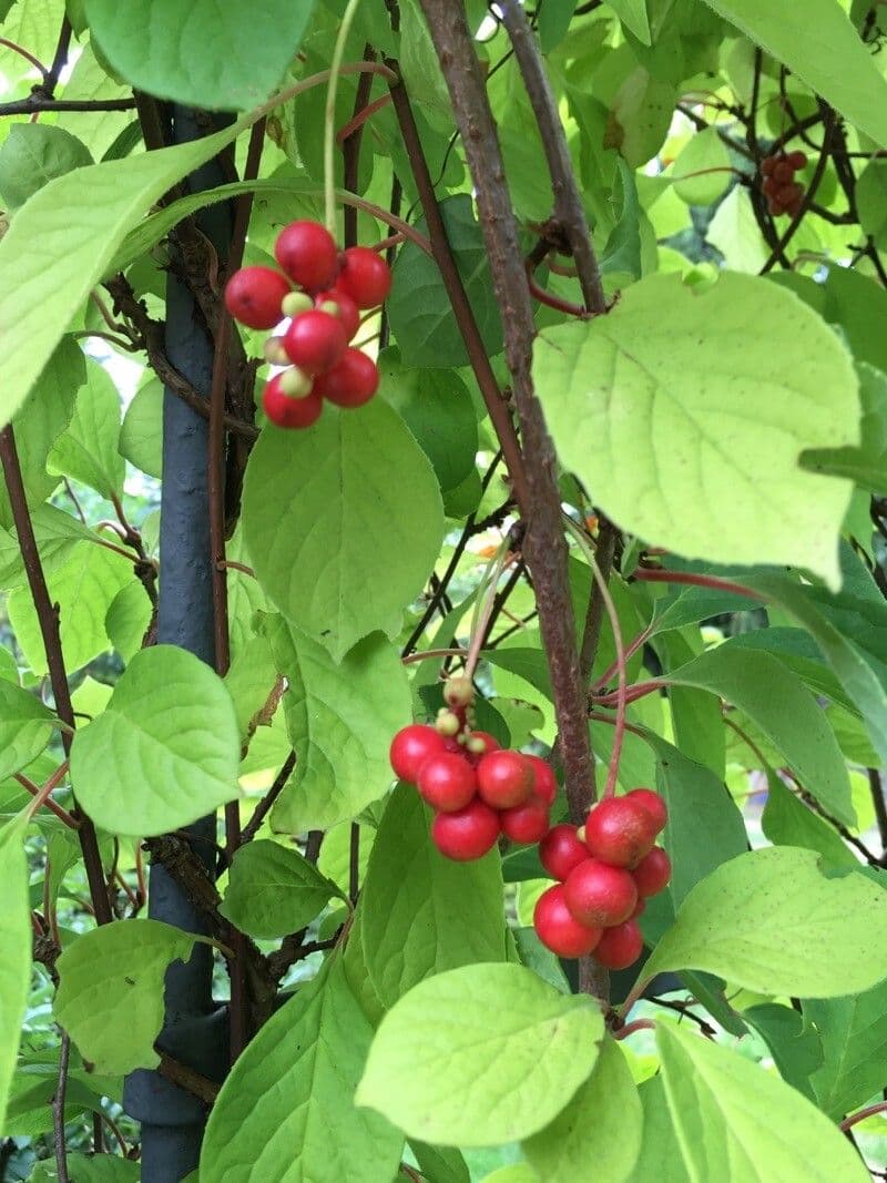 Schisandra chinensis 9