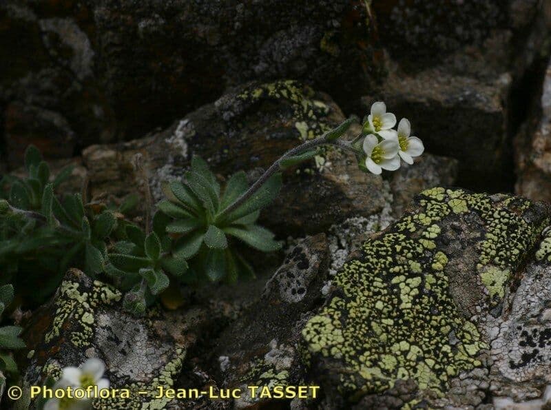 Draba 3
